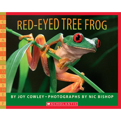 Red-Eyed Tree Frog