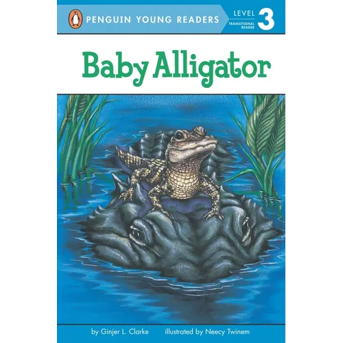 Baby Alligator